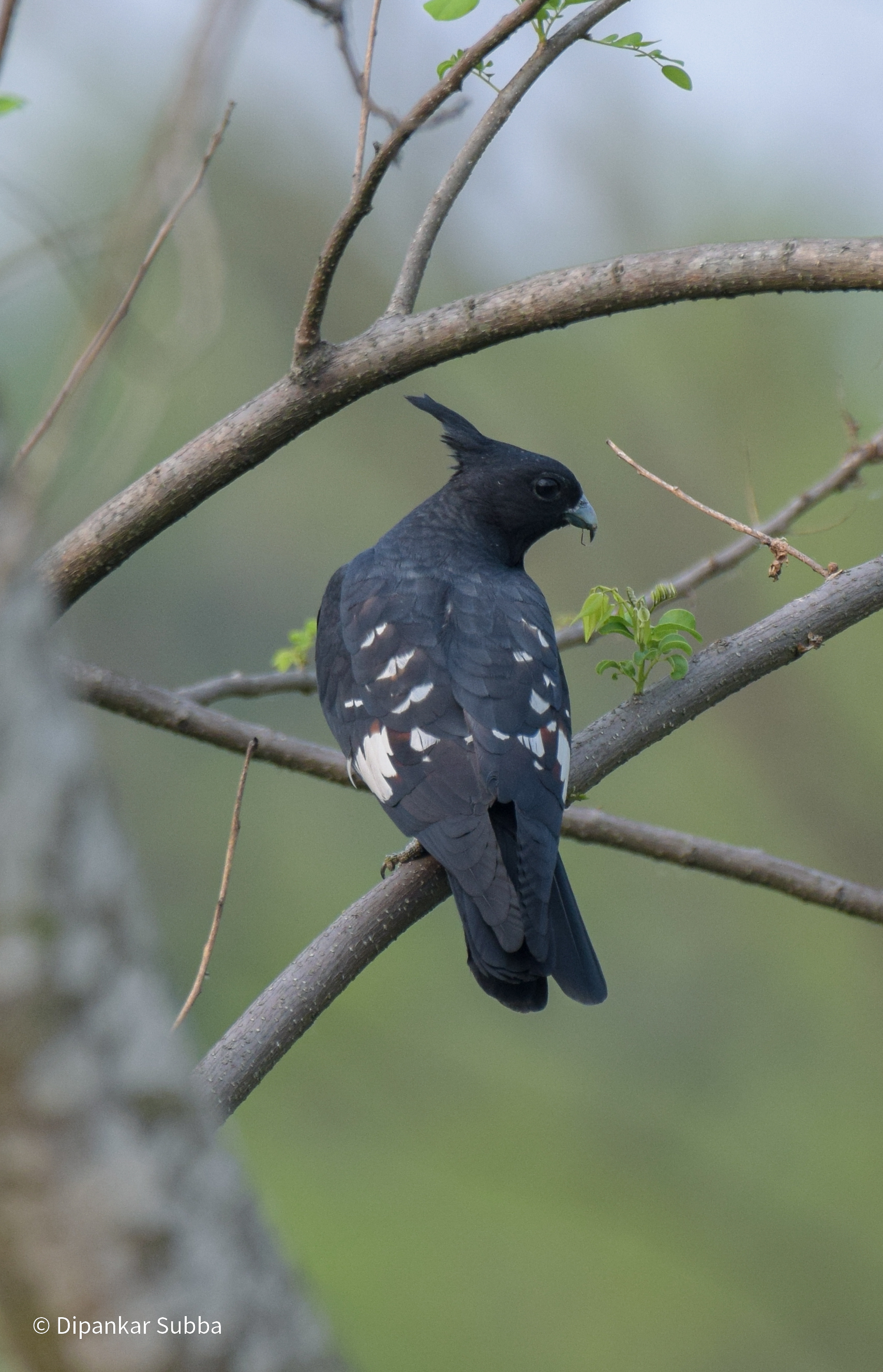 Black Baza